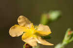 Hairy St. Johnswort